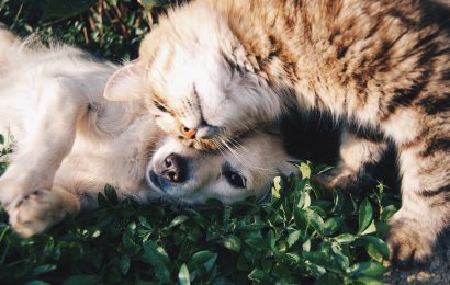 España: crece el seguro de perros y gatos en caso de fallecimiento
