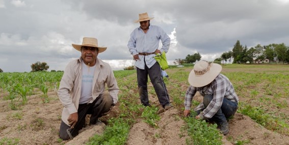 EEUU: inversión para promover el seguros de cosechas entre los agricultores desatendidos