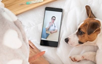 España: las compañías de seguros para mascotas alcanzan el 3% del mercado Pet Tech